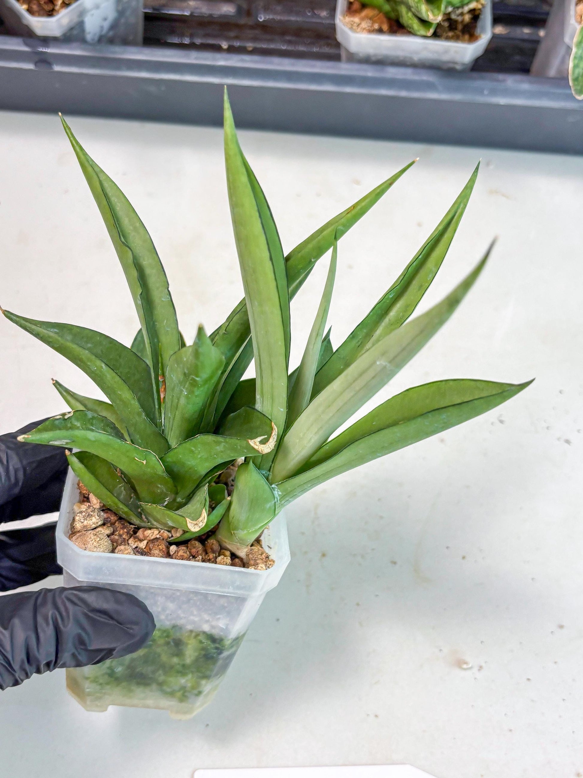 Sansevieria Manee Thewee (Ha2) (10) | Imported