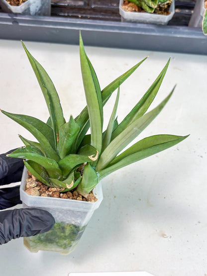 Sansevieria Manee Thewee (Ha2) (10) | Imported