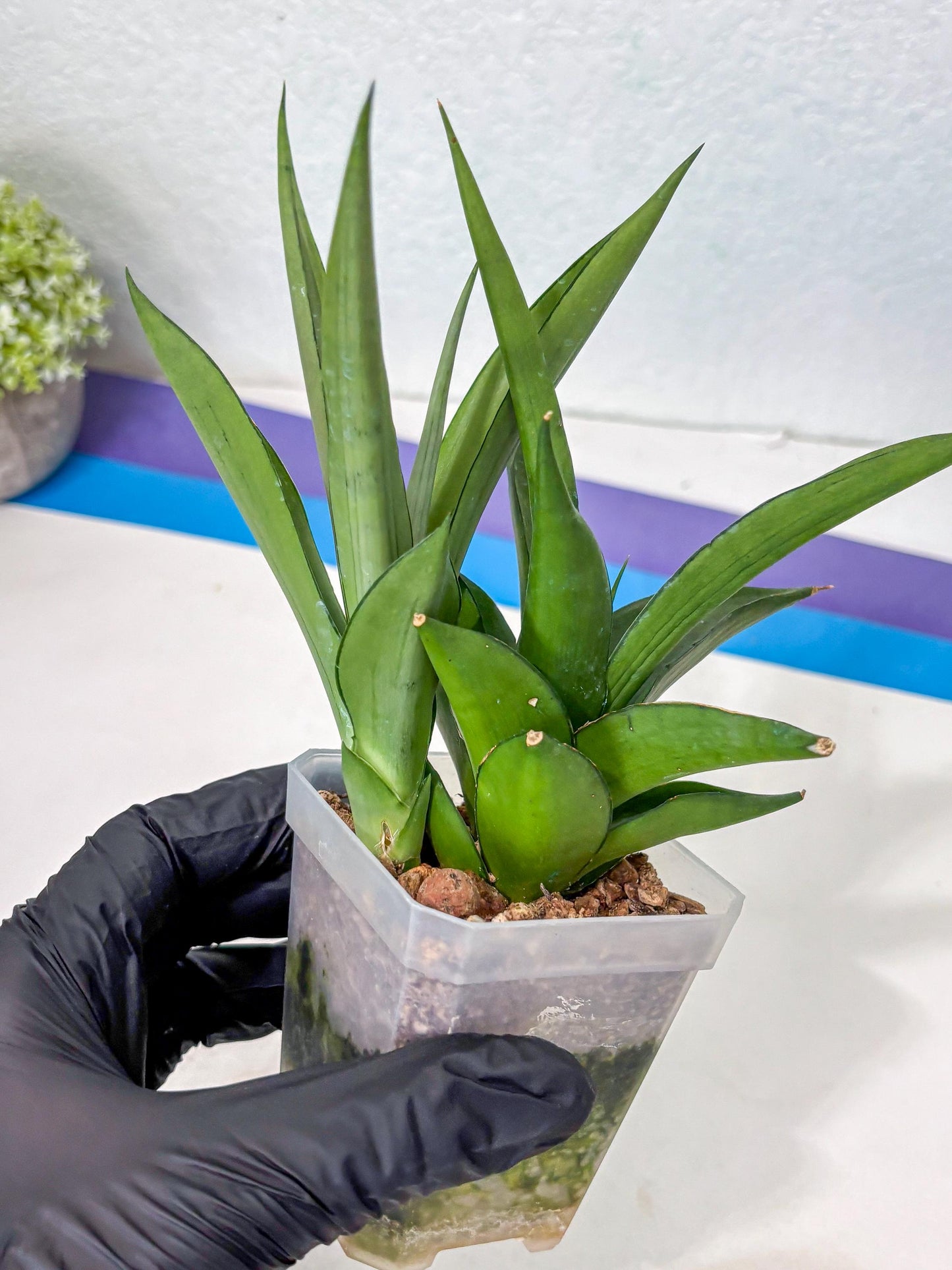 Sansevieria Manee Thewee (Ha2) (10) | Imported