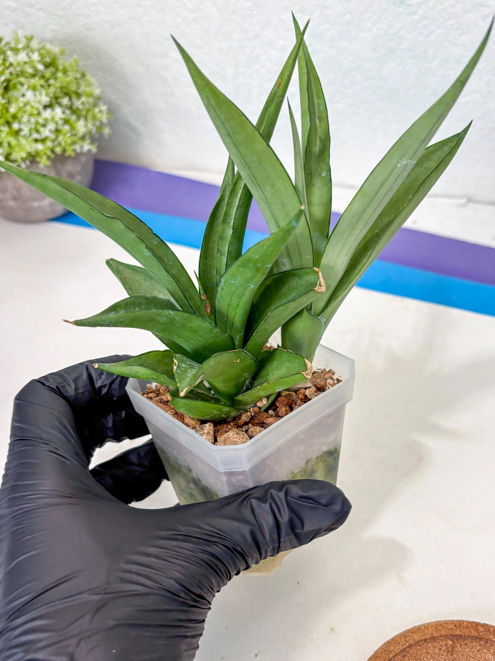 Sansevieria Manee Thewee (Ha2) (10) | Imported