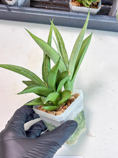 Sansevieria Manee Thewee (Ha2) (10) | Imported