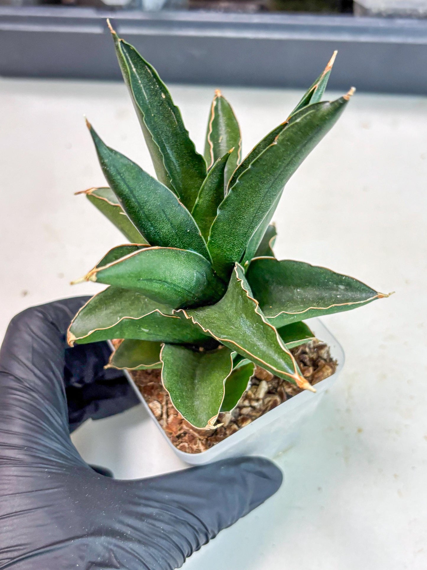 Sansevieria Bonny (Ha5) (15) | Imported