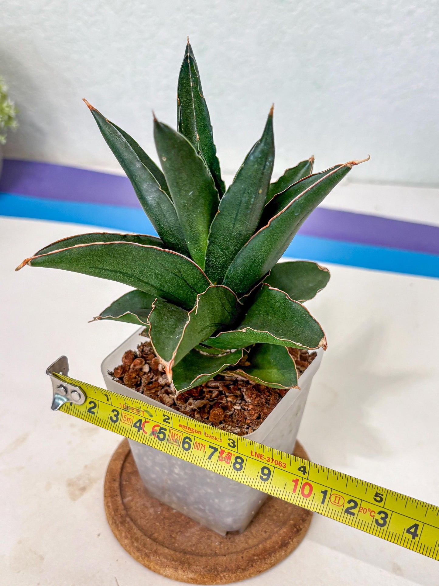 Sansevieria Bonny (Ha5) (15) | Imported