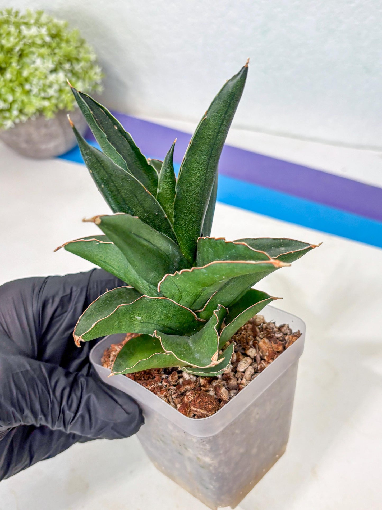 Sansevieria Bonny (Ha5) (15) | Imported