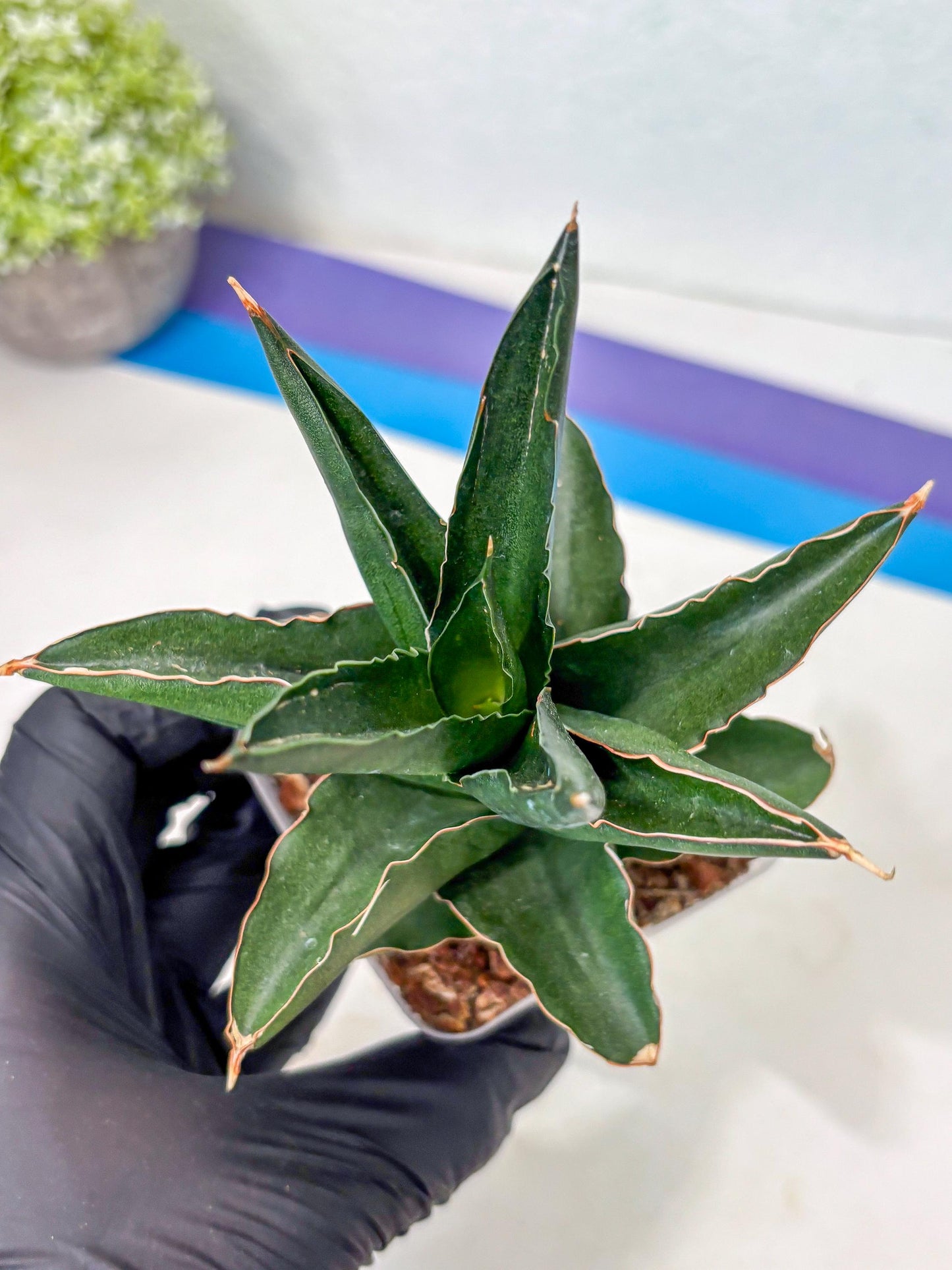 Sansevieria Bonny (Ha5) (15) | Imported