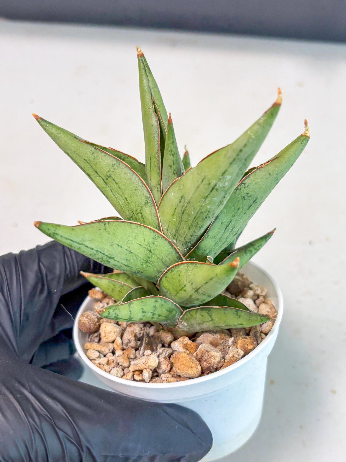 Sansevieria Nonlawee (Ha3) (5) | Imported Plant