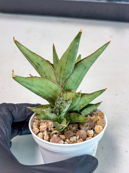Sansevieria Nonlawee (Ha3) (5) | Imported Plant