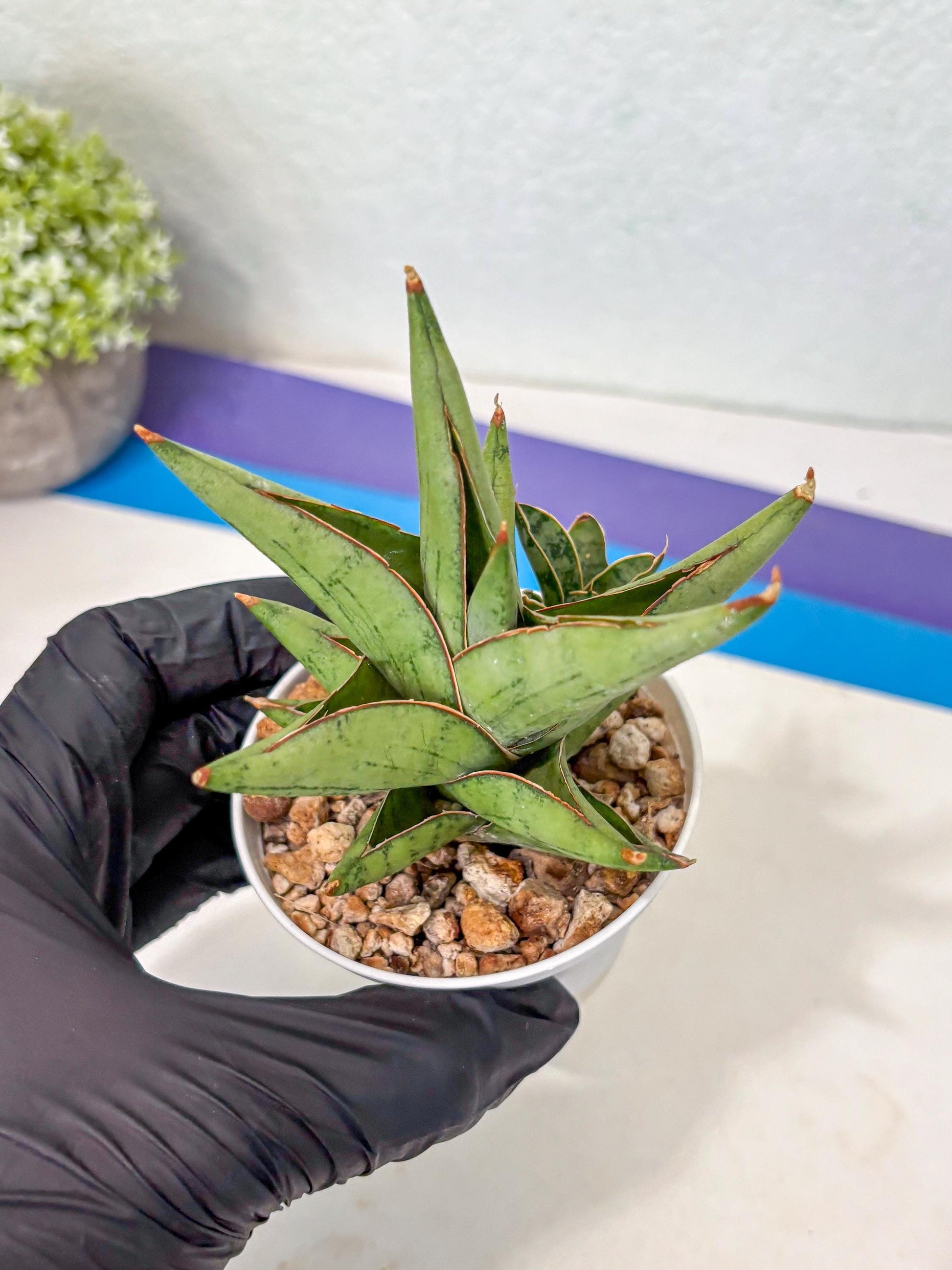 Sansevieria Nonlawee (Ha3) (5) | Imported Plant