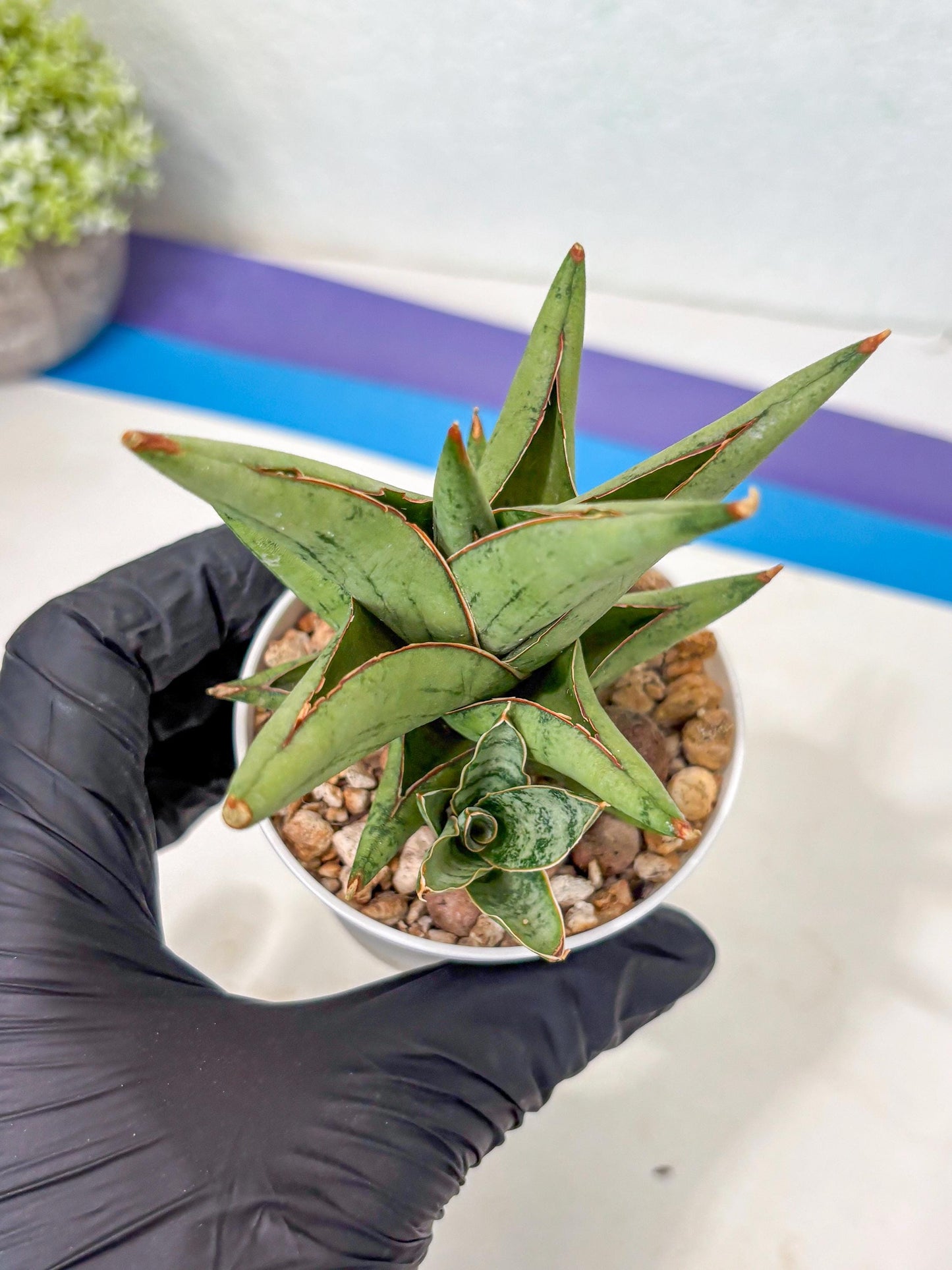 Sansevieria Nonlawee (Ha3) (5) | Imported Plant
