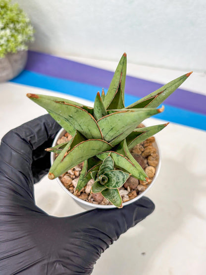 Sansevieria Nonlawee (Ha3) (5) | Imported Plant