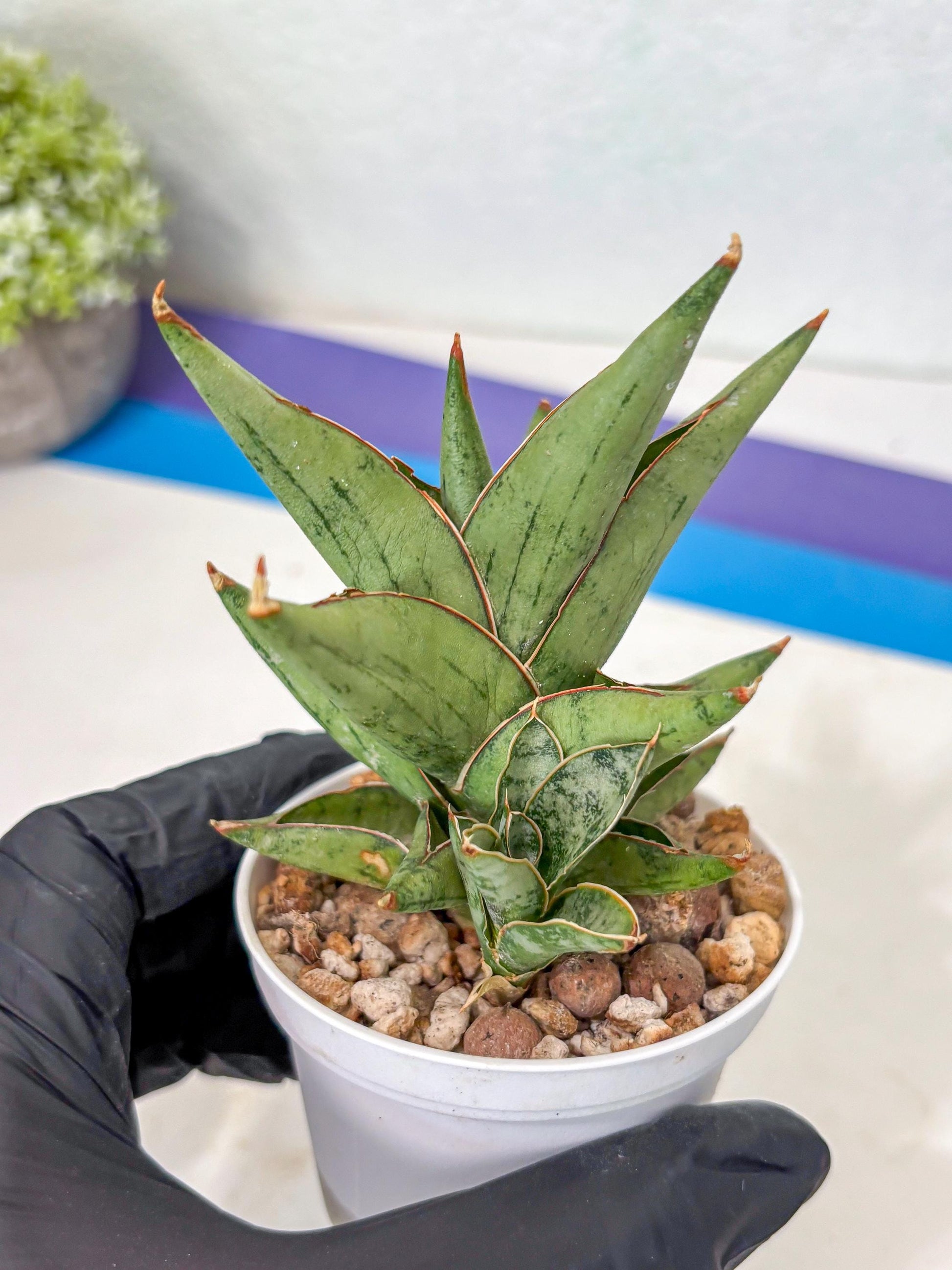 Sansevieria Nonlawee (Ha3) (5) | Imported Plant