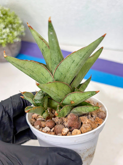 Sansevieria Nonlawee (Ha3) (5) | Imported Plant