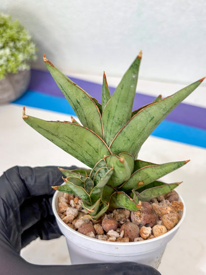 Sansevieria Nonlawee (Ha3) (5) | Imported Plant