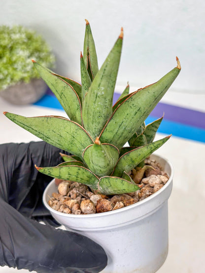 Sansevieria Nonlawee (Ha3) (5) | Imported Plant
