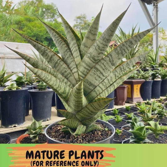 Sansevieria Gendut (Ha1) (1) | Imported