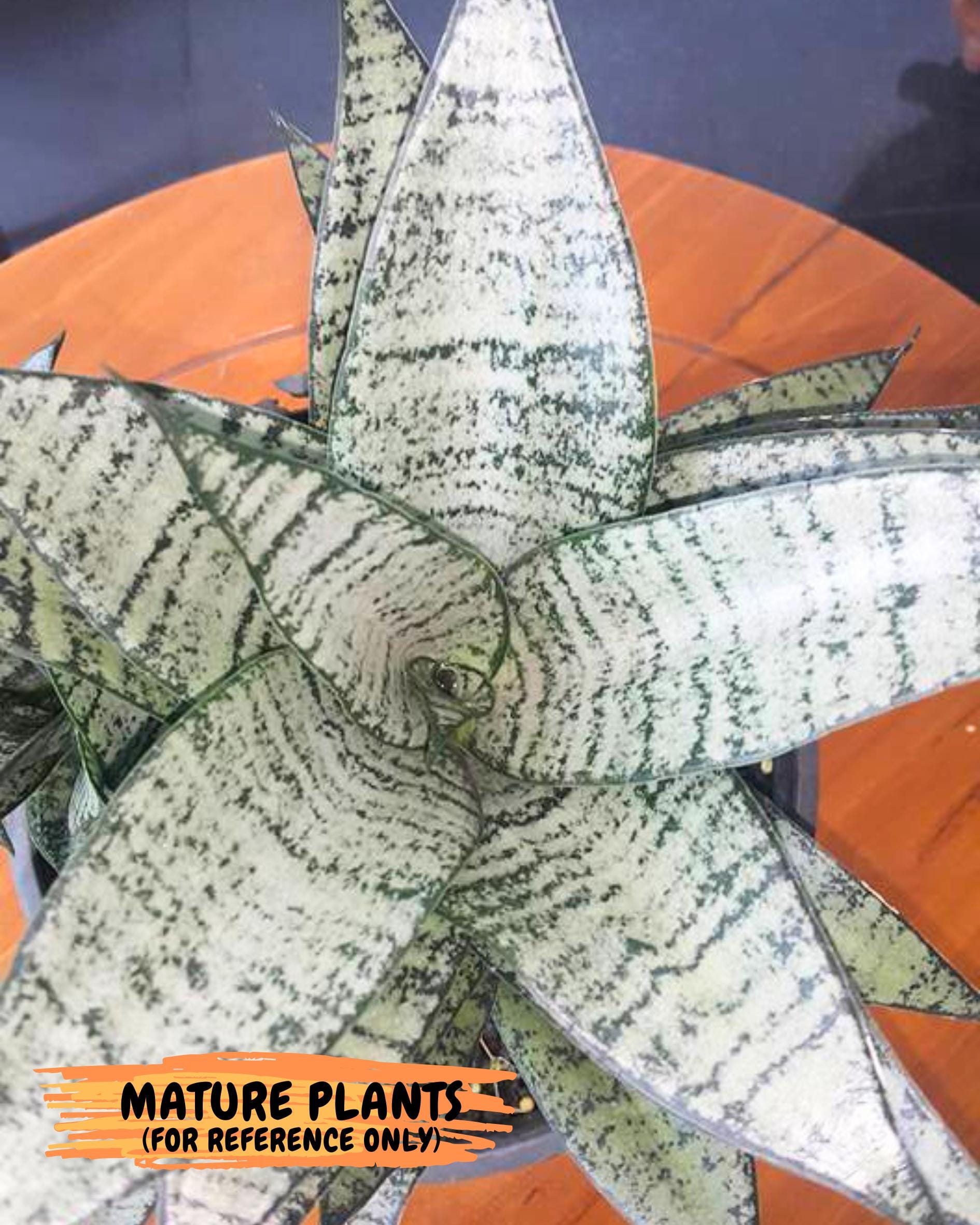 Sansevieria Mayang (Ha4) (5) | Rare Hybrid