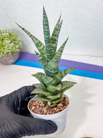 Sansevieria Riyad x spyder (Ha3) (8) | Rare Hybrid Species