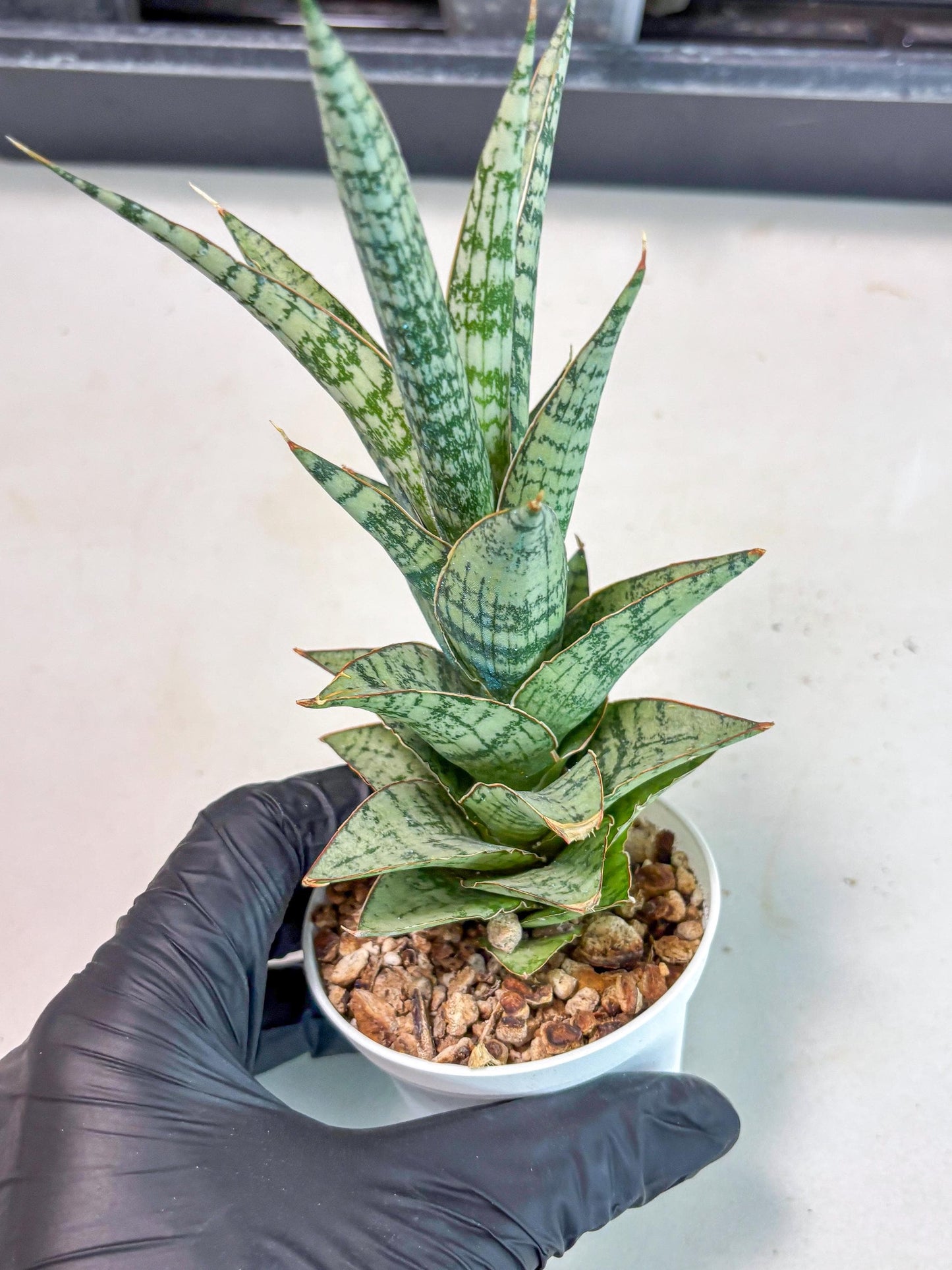 Sansevieria Riyad x spyder (Ha3) (8) | Rare Hybrid Species