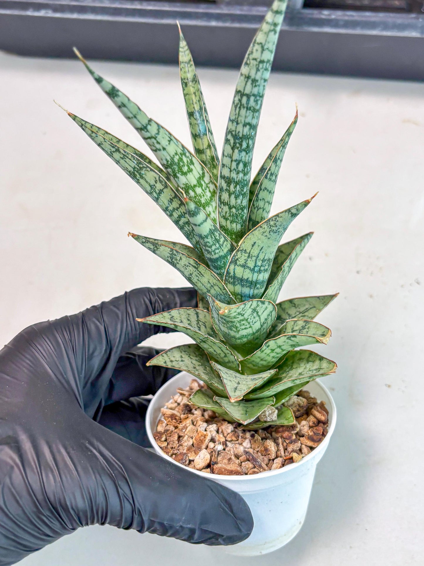 Sansevieria Riyad x spyder (Ha3) (8) | Rare Hybrid Species