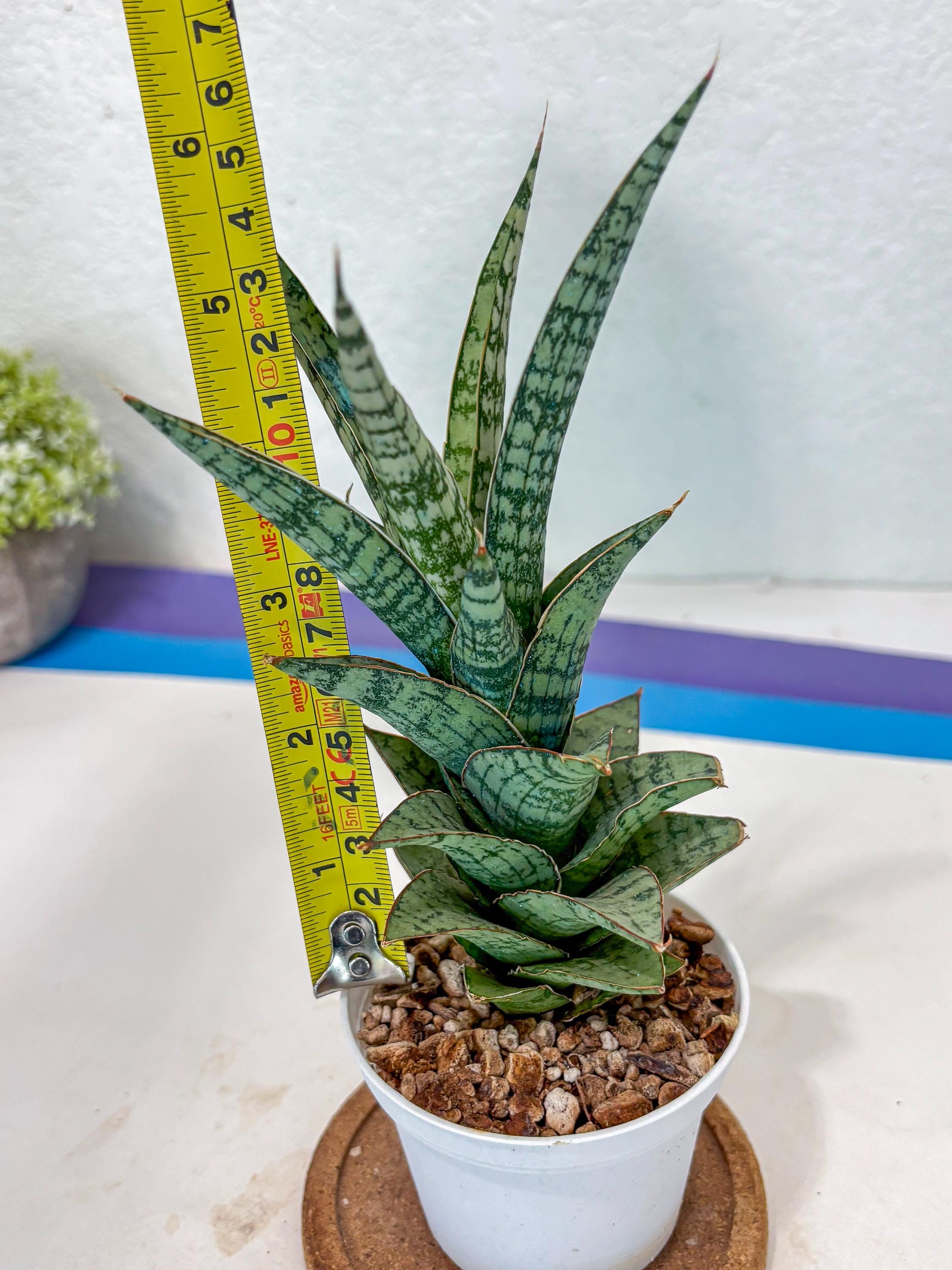 Sansevieria Riyad x spyder (Ha3) (8) | Rare Hybrid Species