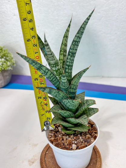 Sansevieria Riyad x spyder (Ha3) (8) | Rare Hybrid Species