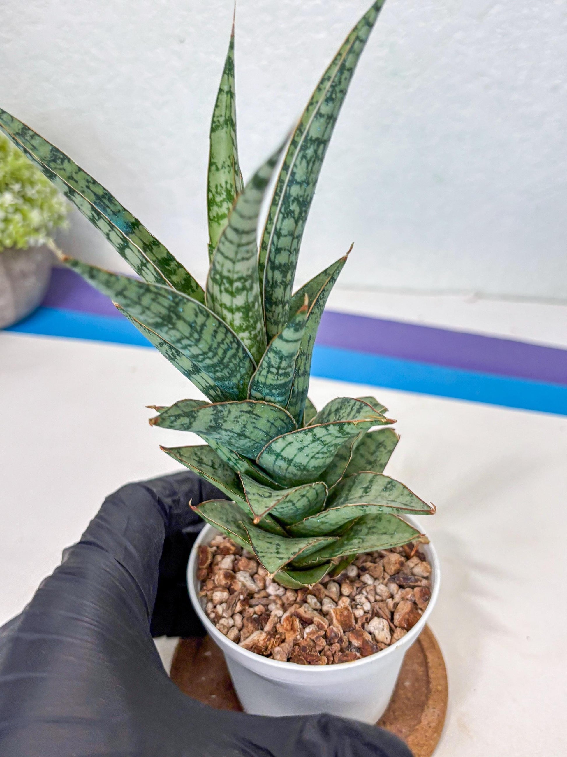Sansevieria Riyad x spyder (Ha3) (8) | Rare Hybrid Species