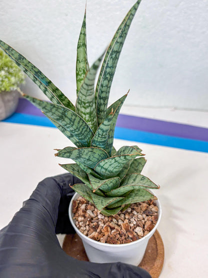 Sansevieria Riyad x spyder (Ha3) (8) | Rare Hybrid Species