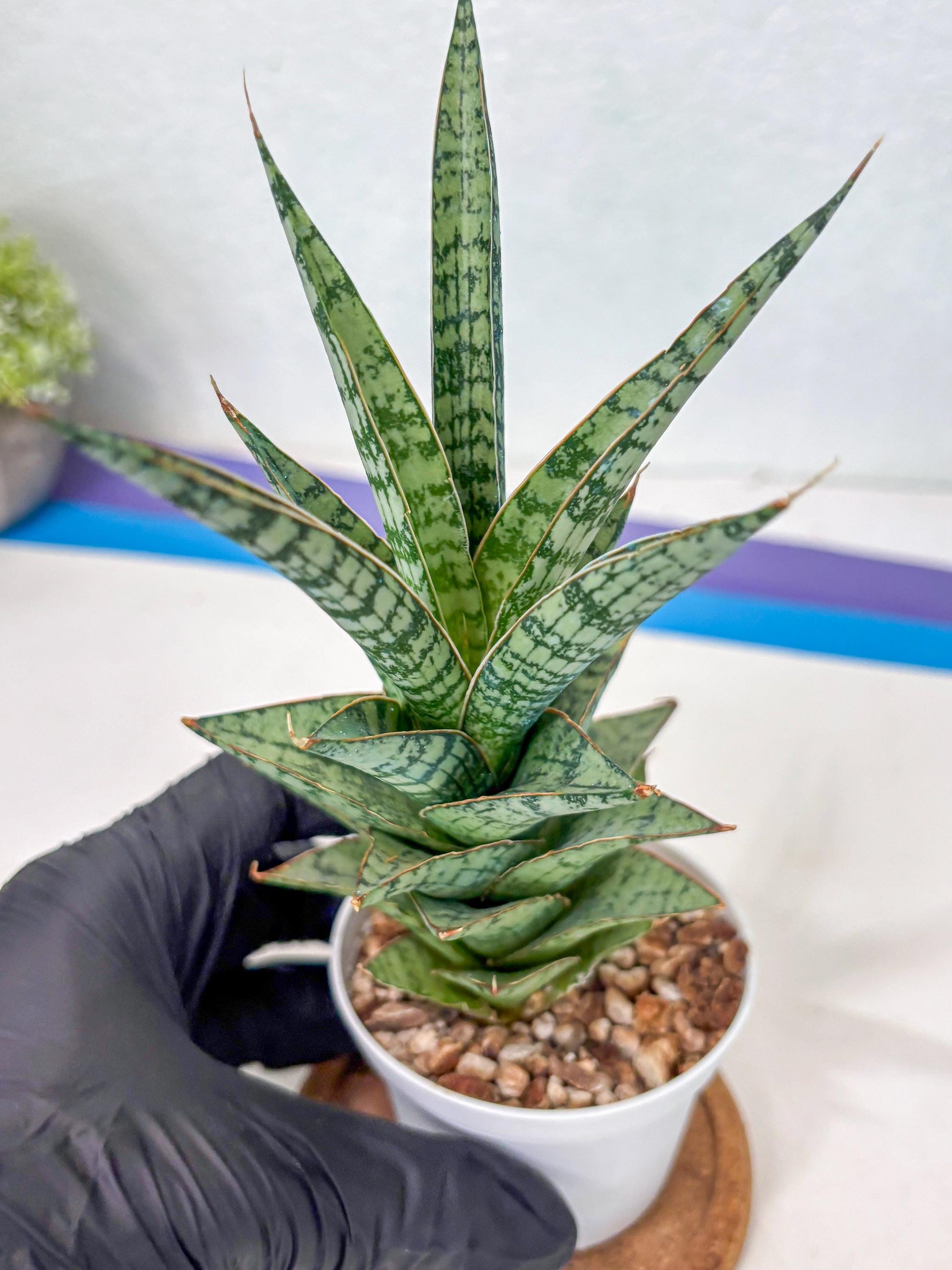 Sansevieria Riyad x spyder (Ha3) (8) | Rare Hybrid Species