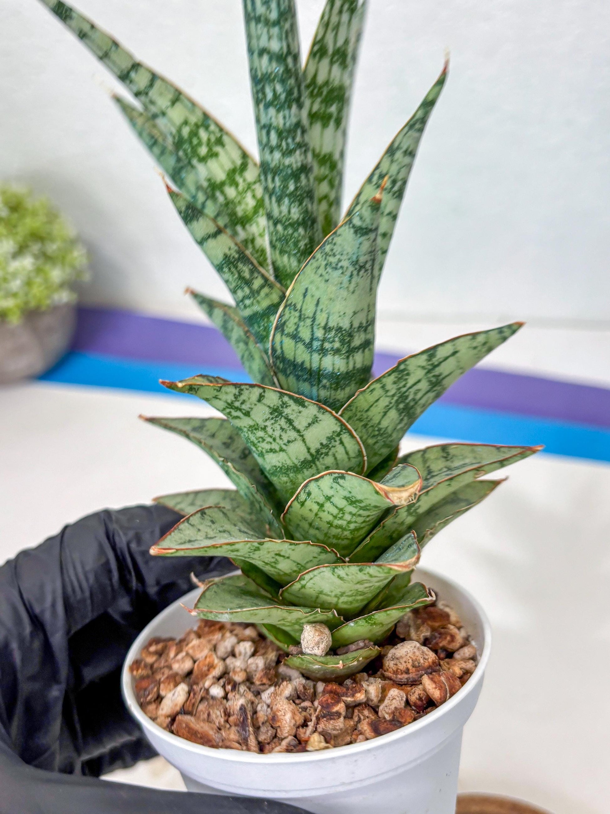 Sansevieria Riyad x spyder (Ha3) (8) | Rare Hybrid Species