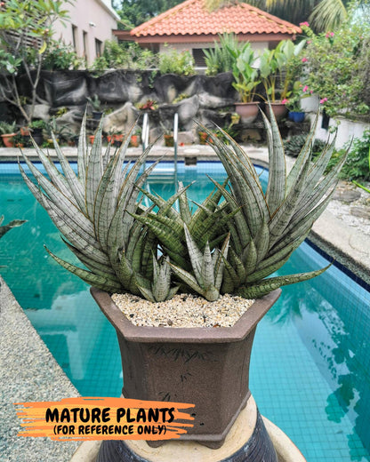 Sanseviera Sweet Celery (Ha3) (9) | Imported