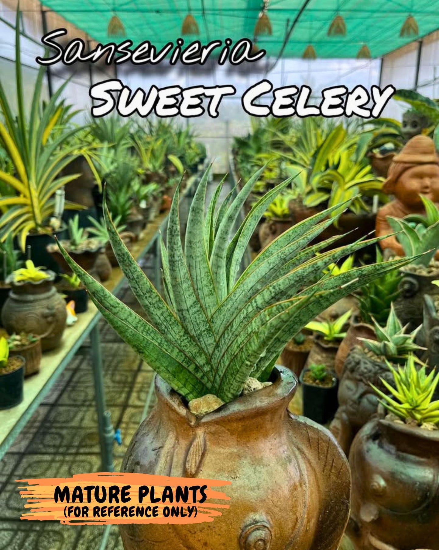 Sanseviera Sweet Celery (Ha3) (9) | Imported