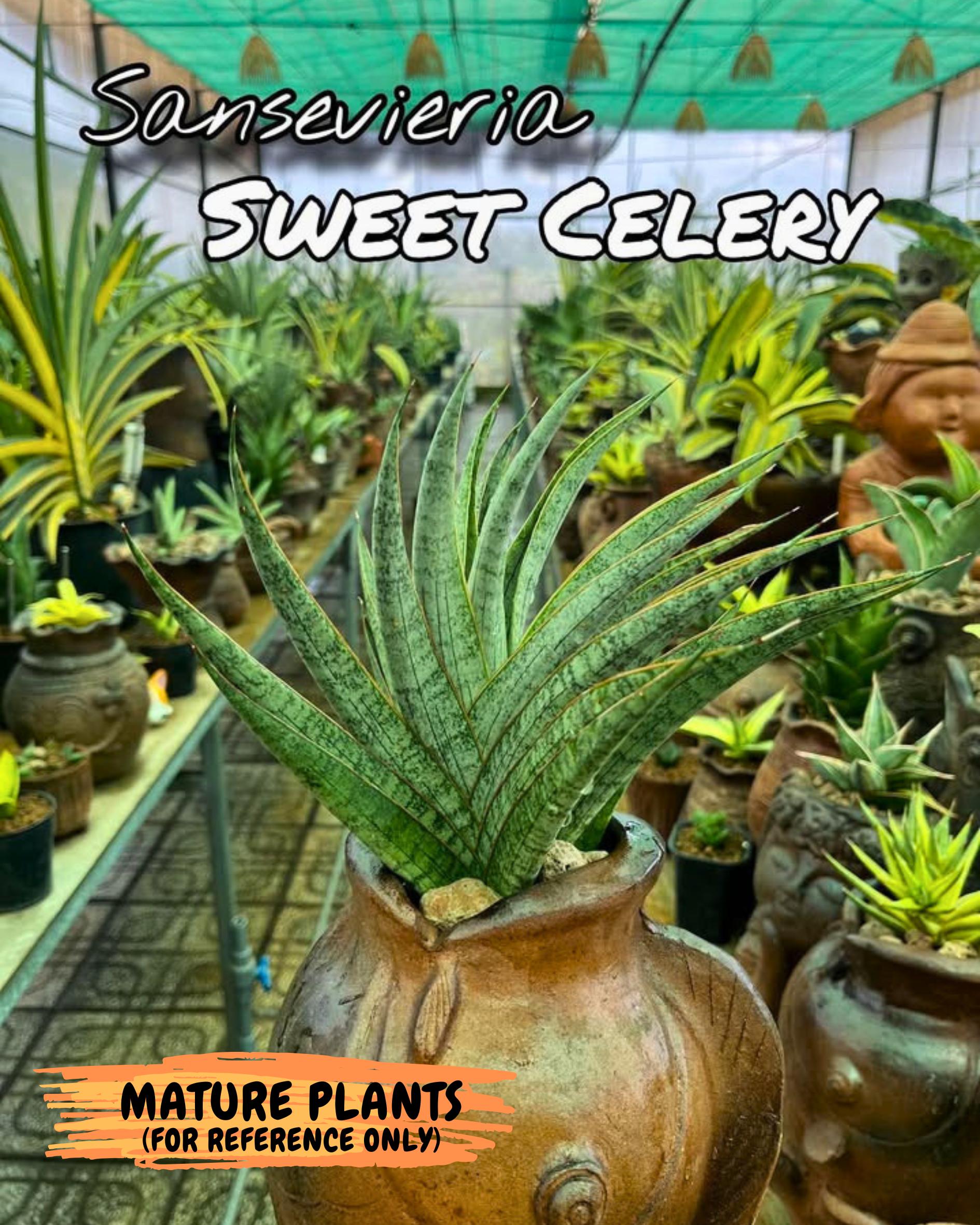 Sanseviera Sweet Celery (Ha6) (15) | Imported