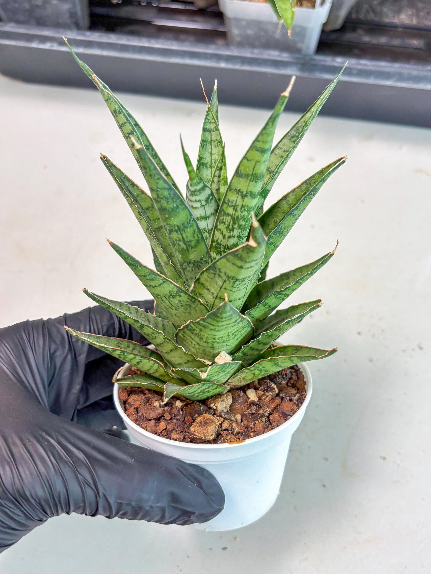 Sanseviera Sweet Celery (Ha3) (9) | Imported