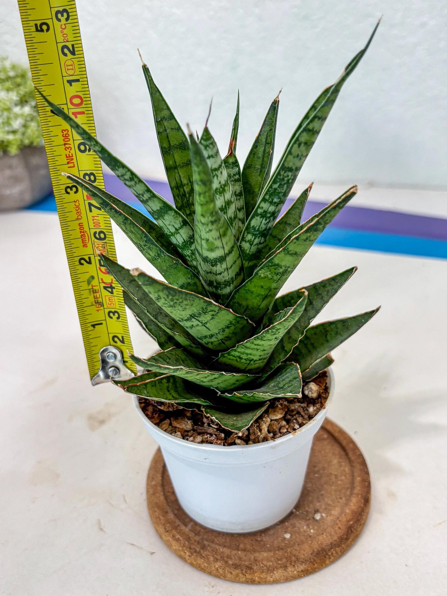 Sanseviera Sweet Celery (Ha3) (9) | Imported