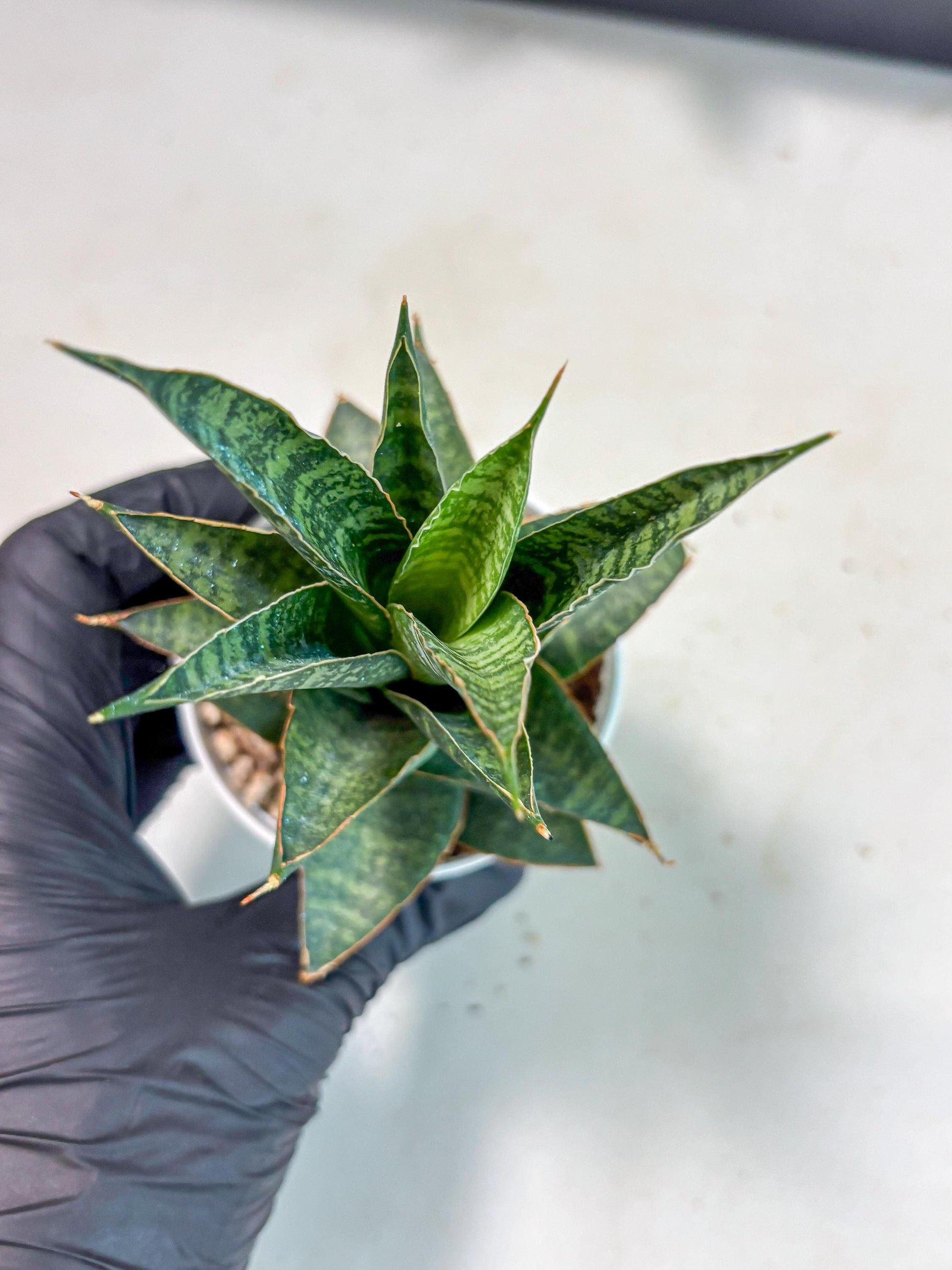 Sansevieria Personi x cordova x boncel (Ha3) (14) | Imported