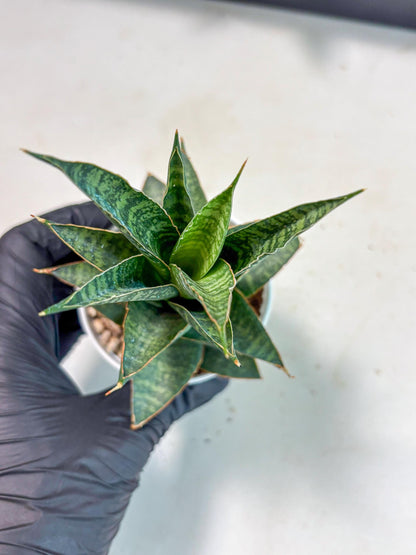 Sansevieria Personi x cordova x boncel (Ha3) (14) | Imported