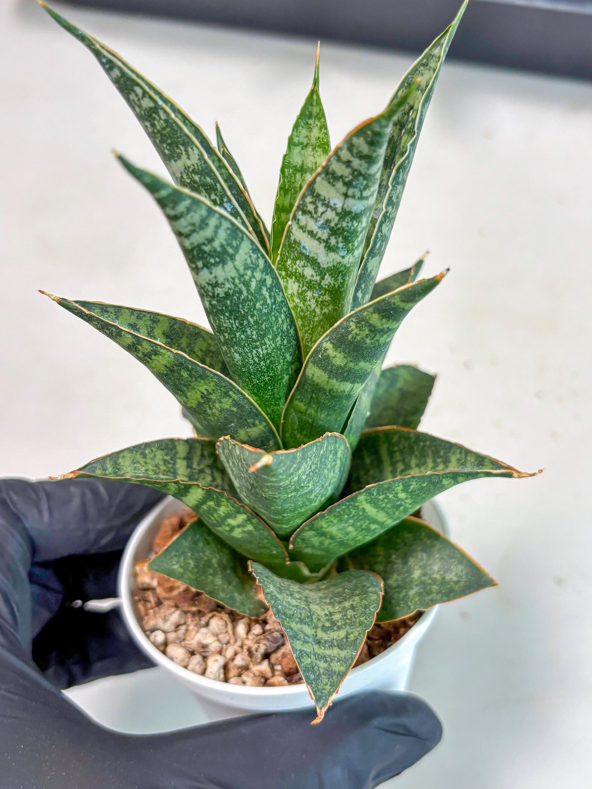 Sansevieria Personi x cordova x boncel (Ha3) (14) | Imported