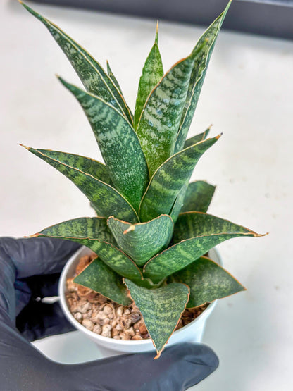 Sansevieria Personi x cordova x boncel (Ha3) (14) | Imported