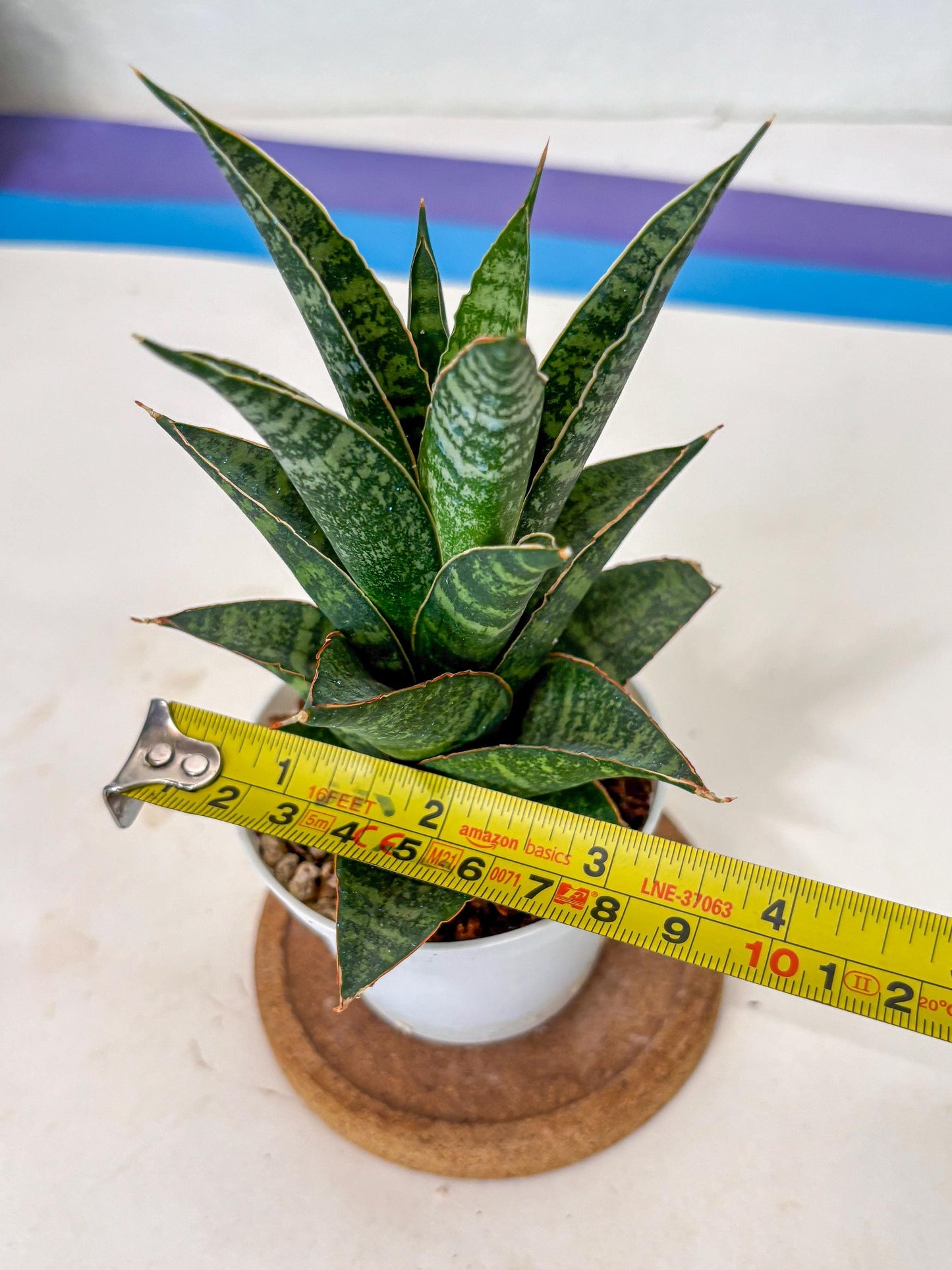 Sansevieria Personi x cordova x boncel (Ha3) (14) | Imported
