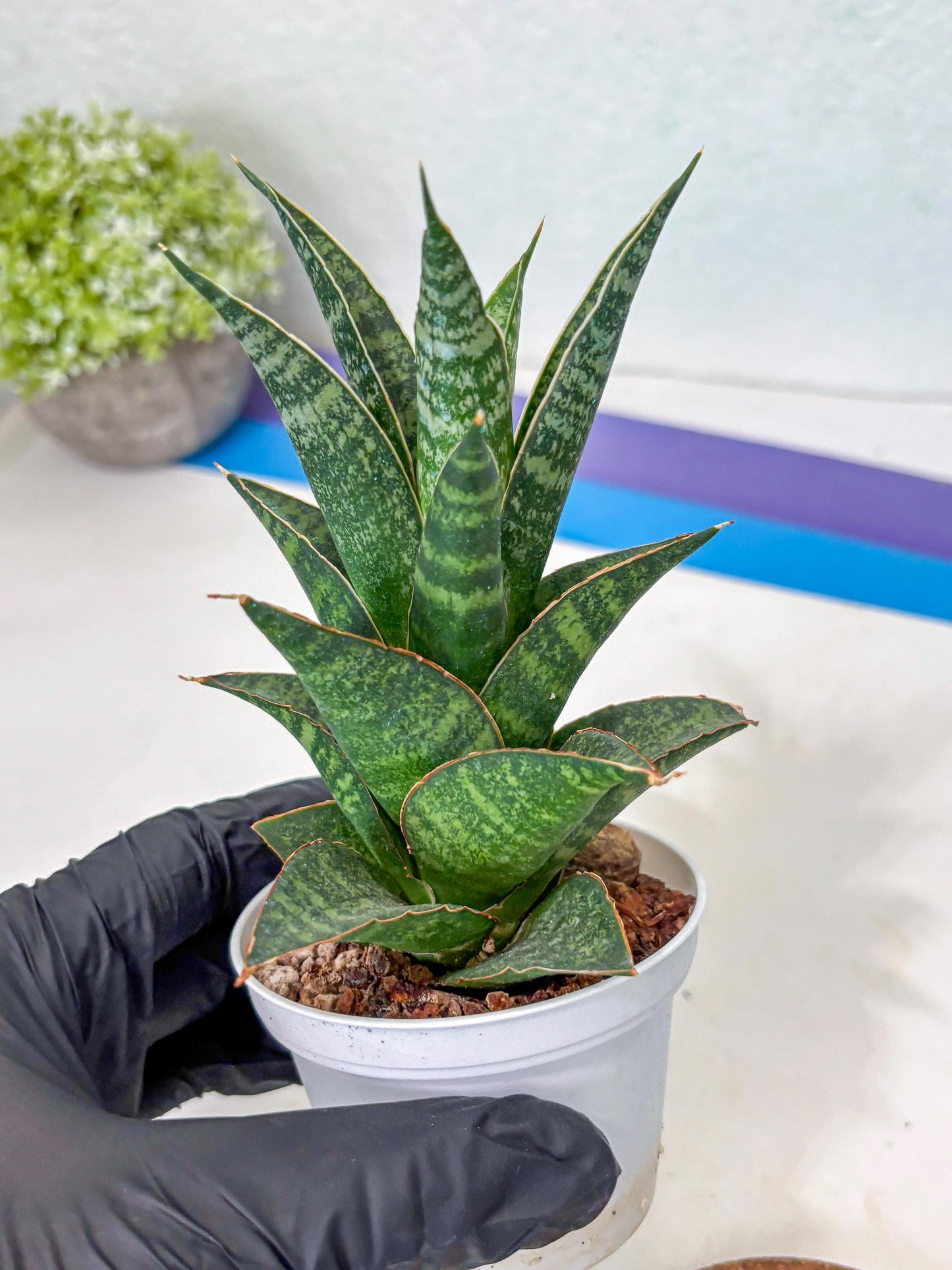 Sansevieria Personi x cordova x boncel (Ha3) (14) | Imported