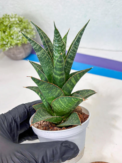 Sansevieria Personi x cordova x boncel (Ha3) (14) | Imported
