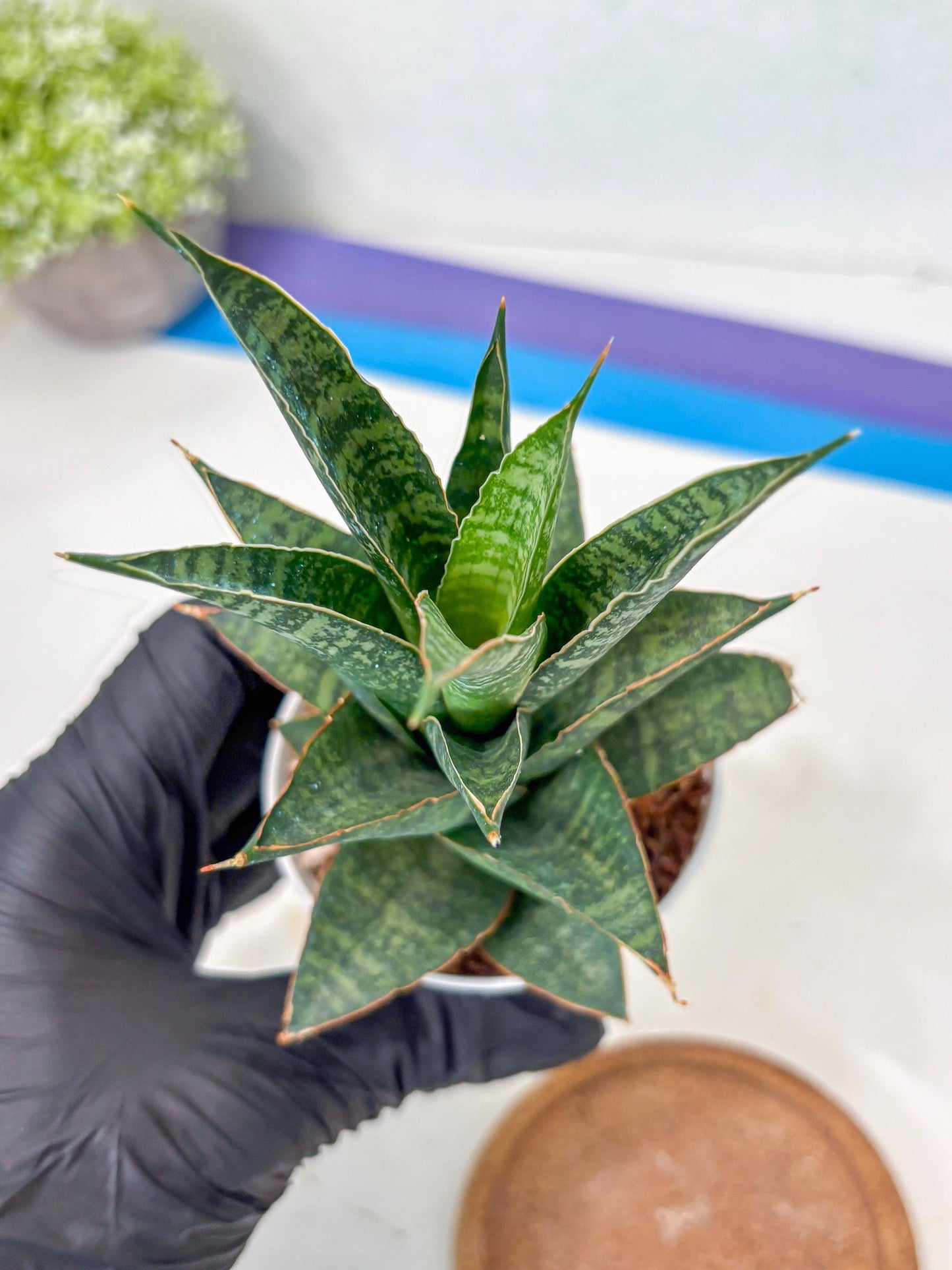 Sansevieria Personi x cordova x boncel (Ha3) (14) | Imported