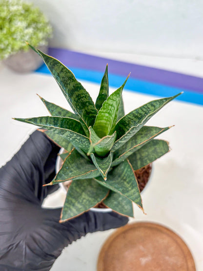 Sansevieria Personi x cordova x boncel (Ha3) (14) | Imported
