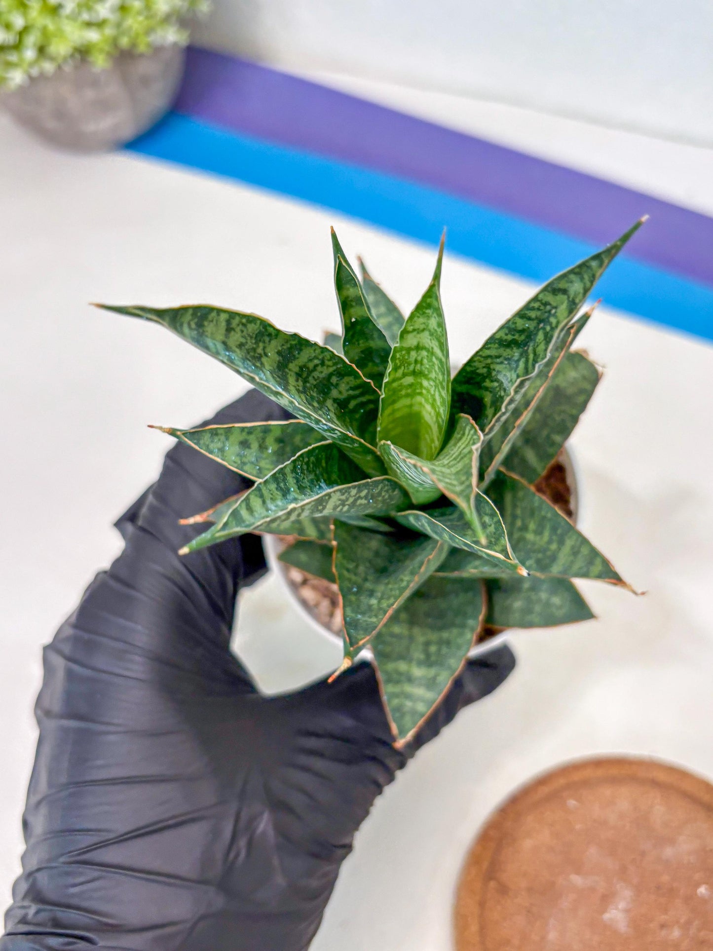 Sansevieria Personi x cordova x boncel (Ha3) (14) | Imported