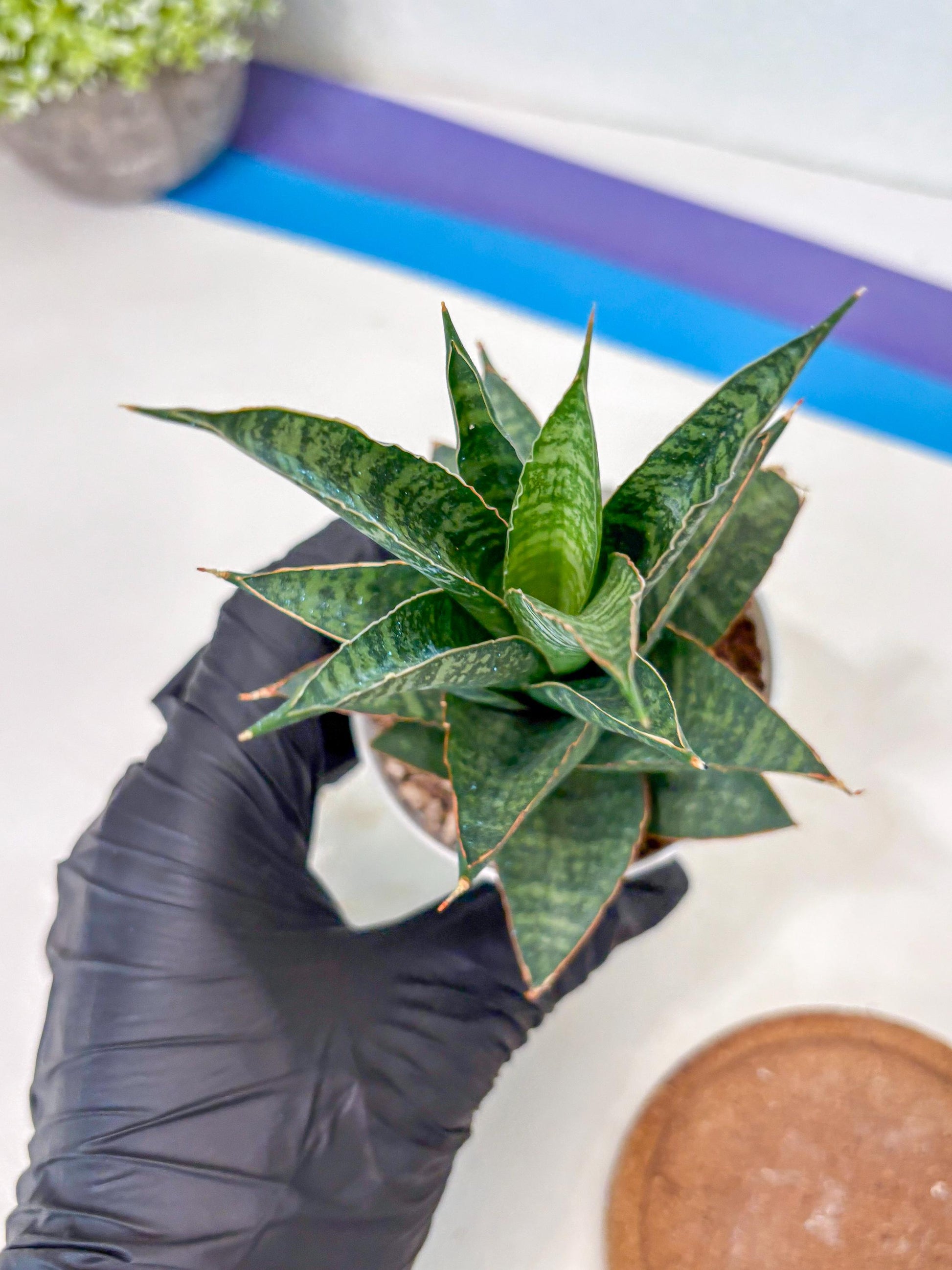 Sansevieria Personi x cordova x boncel (Ha3) (14) | Imported