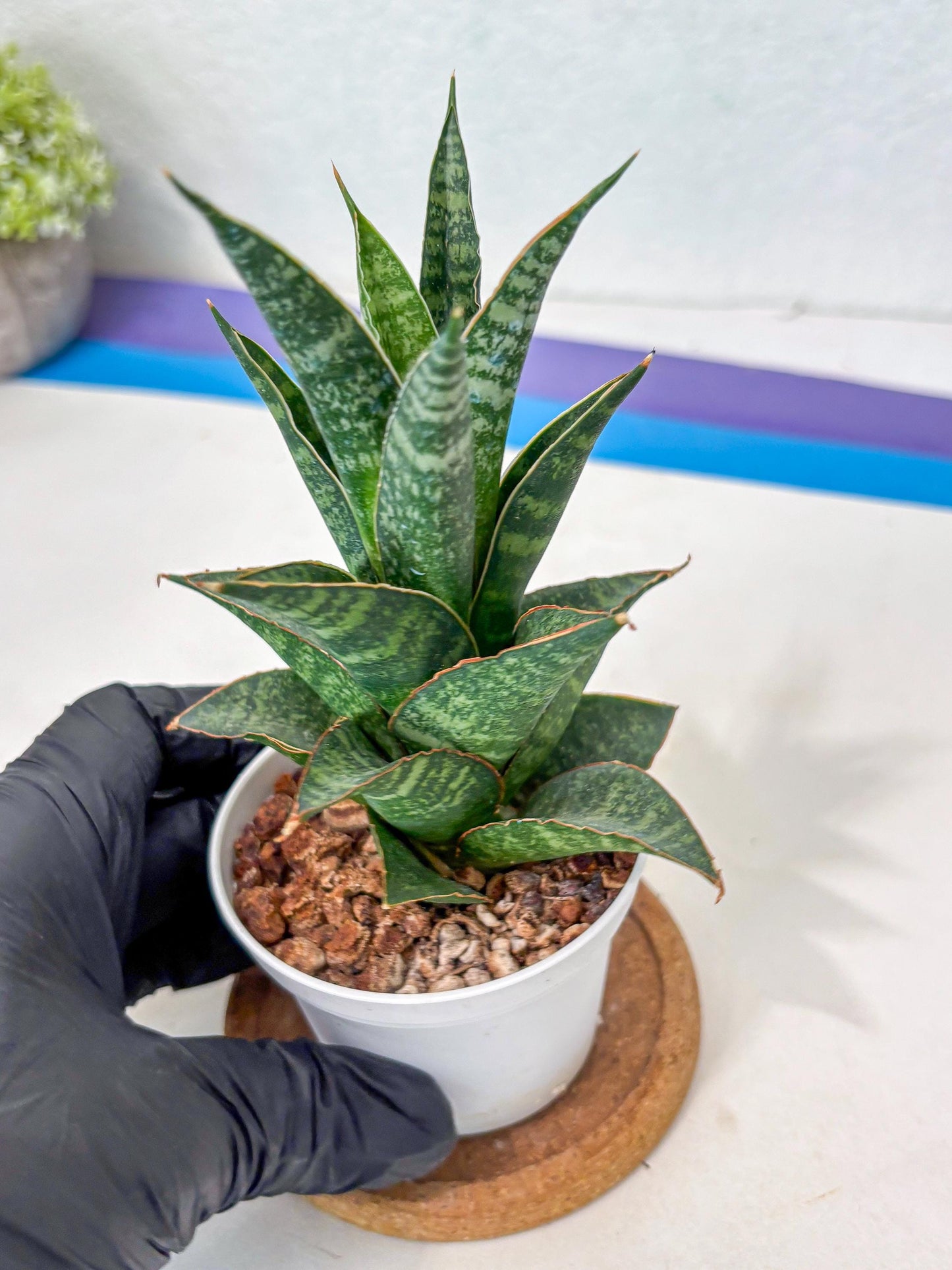 Sansevieria Personi x cordova x boncel (Ha3) (14) | Imported