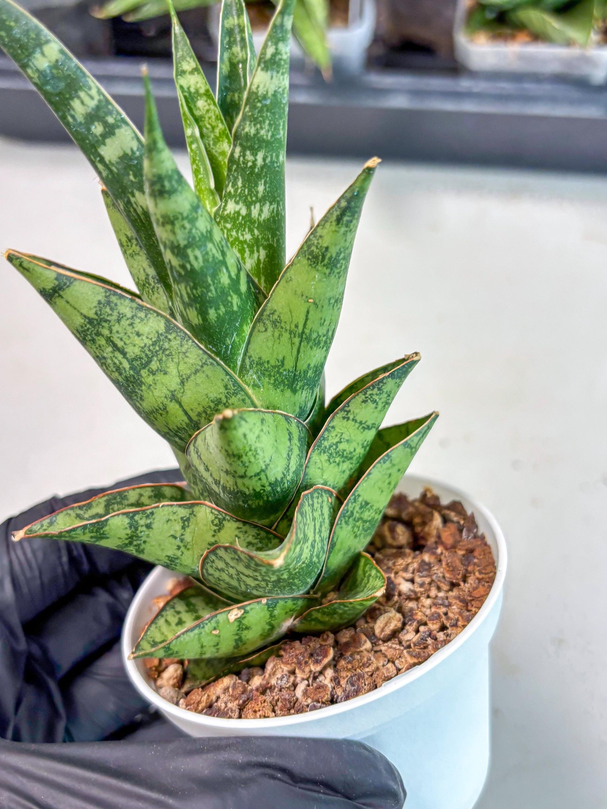 Sansevieria Personi x cordova x boncel (Ha3) (17) | Imported