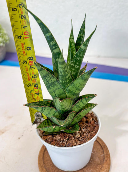 Sansevieria Personi x cordova x boncel (Ha3) (17) | Imported