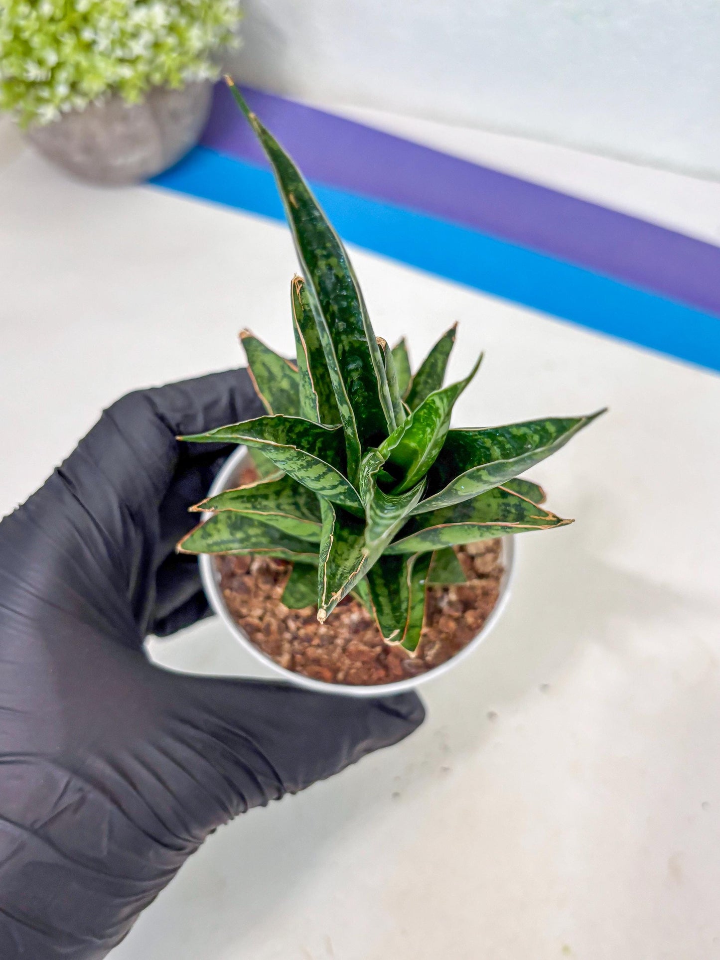 Sansevieria Personi x cordova x boncel (Ha3) (17) | Imported