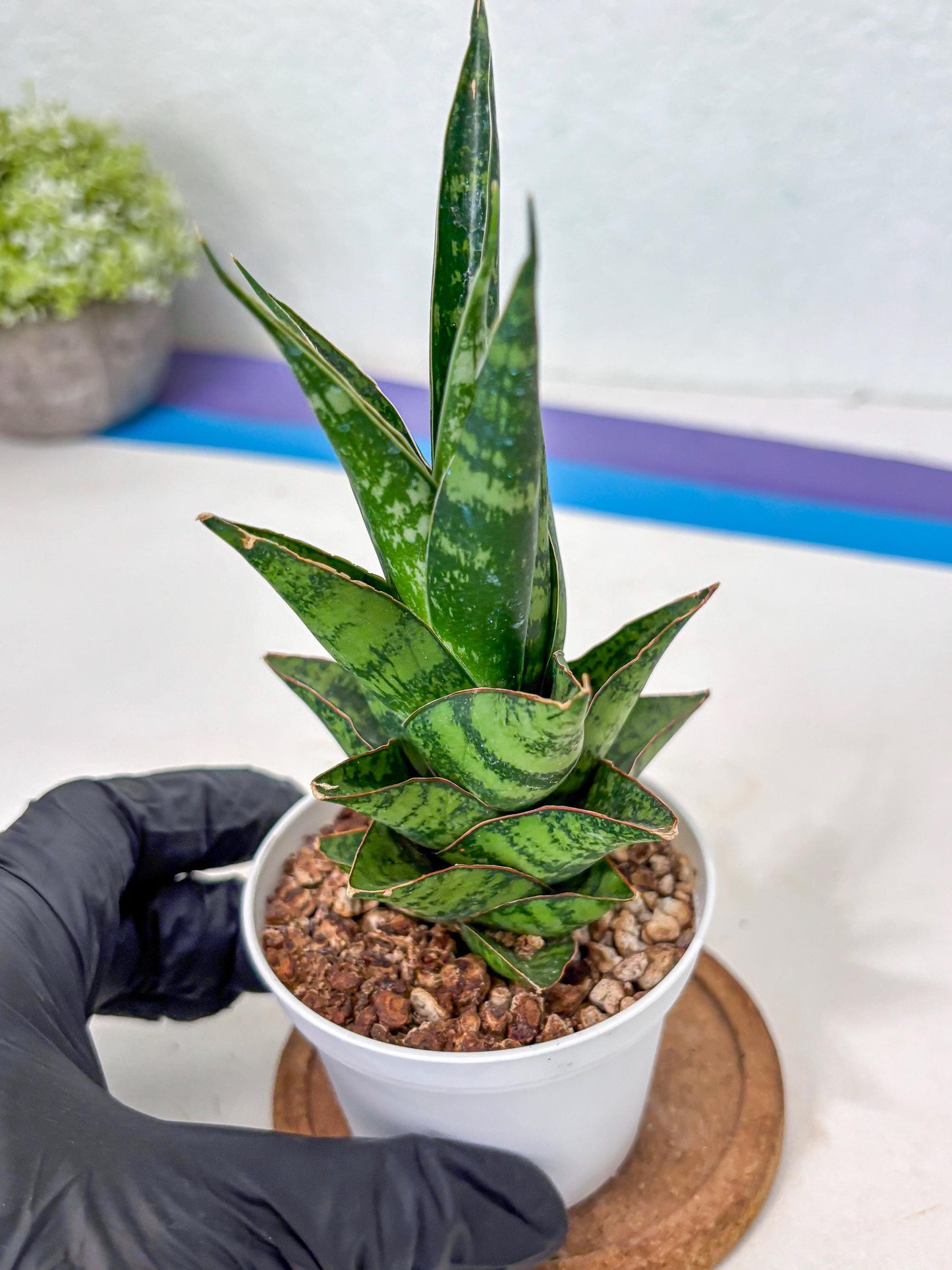 Sansevieria Personi x cordova x boncel (Ha3) (17) | Imported